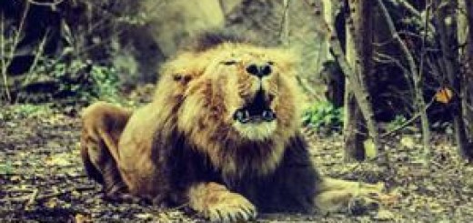 lev v zoo